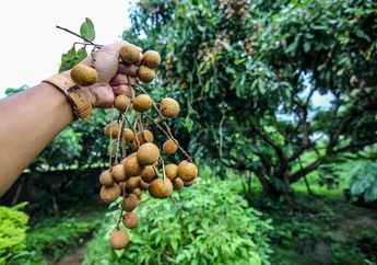 5 Arti Mimpi Menanam Pohon Kelengkeng di Rumah, Ternyata Jadi Pertanda Keseimbangan Akan Hal Ini, Simak Penjelasannya