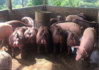 Pecinta Hewan Bergidik Ngeri, Rekayasa Genetika Babi Besar Berotot Bak Raksasa di Kamboja Ini Dinilai Sangat Kejam!