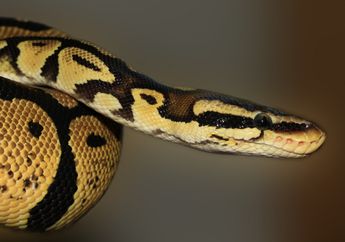 Detik-detik Menengangkan Seekor ular Dikeluarkan dari dalam Celana Seorang Pria, Respon Netizen Justru Bikin Ngakak: Pasti Ular Betina