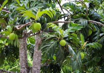 Heran Lihat Apotek Kampung Sebelah Sepi, Ternyata Rahasia Sehat Orang Sekampung Cuma Minum Air Rebusan Daun Sukun, Gak Nyangka Banget!