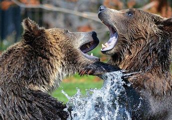 Arti Mimpi Diserang Beruang Tak Boleh Diremehkan, Konon Banyak Ancaman dan Kegalauan Besar Ini Menghantui Hidup, Tolong Waspada!