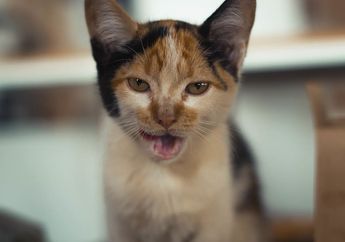 Kenapa Sebaiknya Kucing Tidak Diberi Nasi? Ini Penjelasannya