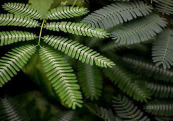 Tumbuh Liar di Pinggir Jalan, Air Rebusan Daun Putri Malu Ternyata Ampuh Memberikan Perubahan Luar Biasa ini Pada Tubuh!