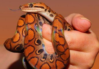 Kunci Jawaban Materi IPA Kelas 5 SD/MI, Bagaimana Cara Ular Tidak Tercekik Saat Telan Mangsa Besar?