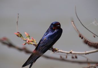 Arti Mimpi Burung Walet Jangan Dianggap Remeh, Konon Punya Segudang Pertanda Baik yang Berkaitan dengan Kesuksesan!