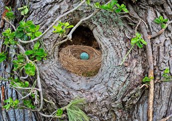 Kunci Jawaban Materi Kelas 6 SD Tema 1, Sarang Selalu Bersih, Kemana Bayi Burung Buang Kotoran Setelah Menetas?