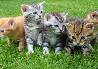 Temukan Warung dengan Spanduk Ala Warmindo, Pria Ini Ungkap Fakta yang Bikin Ngakak 'Ternyata Warmiauw Bubur Koceng Ijo', Netizen Auto Ikutan Bengek