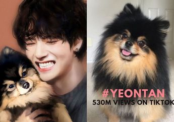 Ikuti Jejak V BTS, Yeontan Sukses Menjadi Hewan Peliharaan Paling Terkenal Seantero Dunia, Puncaki Google Trends hingga Memiliki 530 Juta Tagar di TikTok