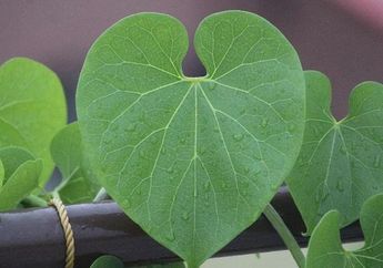 Bukan Kaleng-Kaleng, Ini 5 Manfaat Daun Bratawali untuk Jaga Sistem Imun Tubuh, Bagus Dikonsumsi Bagi Penderita Diabetes