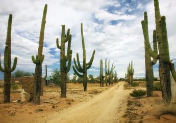 Arti Mimpi Kaktus Jangan Dianggap Remeh, Hati-hati Konon Simbol dari Kerusakan dan Kecerobohan!