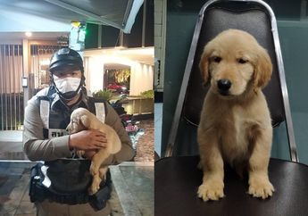 Ada-Ada Saja, Bukan Manusia Malah Anjing Ini yang Kena 'Dakwa' Hingga Tertahan di Kepolisian, Ulah sang Pemilik yang Jadi Penyebabnya