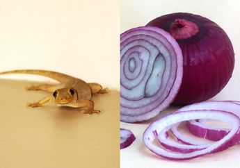 Disebut Sebagai Hewan Terkutuk Hingga Akhir Zaman, Membasmi Cicak di Rumah Ternyata Mudah Banget, Modalnya Hanya Bawang Merah!