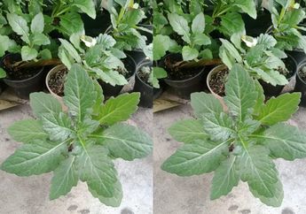 Tanaman Daun Dewa Ternyata Bisa Berikan Manfaat Luar Biasa ini Pada Tubuh, Tetangga Sampai Dibuat Keheranan Karena Tak Pernah Jatuh Sakit!