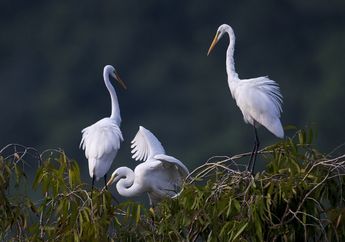 Arti Mimpi Melihat Burung Bangau, Bagi Yang Jomblo Segera Dapat Jodoh