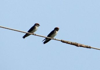 5 Arti Mimpi Burung Walet, Bakal Full Senyum Seharian, Bersiaplah Terima Hadiah Tak Terduga