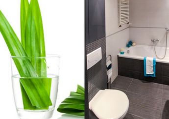 Heran Mertua Kok Selalu Taruh Daun Pandan di Kamar Mandi, Saat Coba Sendiri Wanita Ini Malah Kaget Sekaligus Ketagihan, Khasiatnya Luar Biasa!