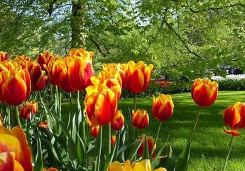 Arti Mimpi Bunga Tulip Merah hingga Putih, Bisa Berbau Hal Romantis sampai Tercekik Masalah Keuangan, Simak Maknanya!