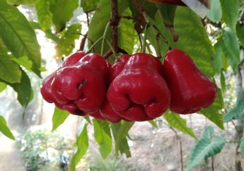 5 Arti Mimpi Menanam Pohon Jambu Air di Depan Rumah, Ternyata Jadi Pertanda Kebahagiaan Ini Lho, Simak Penjelasannya