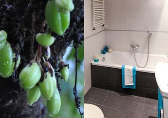 Nggak Malu-maluin Lagi Kalau Ada Tamu, Lantai Kamar Mandi Berkerak dan Kuning Bisa Langsung Kinclong Seketika, Modalnya Cuma Belimbing Wuluh Loh