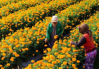 5 Arti Melihat Kebun Bunga, Ternyata Jadi Pertanda Perasaan Cinta yang Sedang  Berkembang? Simak Penjelasannya