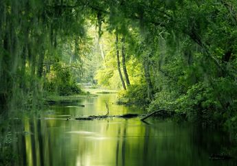 Jasad Bocah 10 Tahun Ditemukan Tinggal separuh di Rawa Penuh Buaya, Sang Ayah Syok Saat Tahu Penyebab Insiden Mengenaskan ini