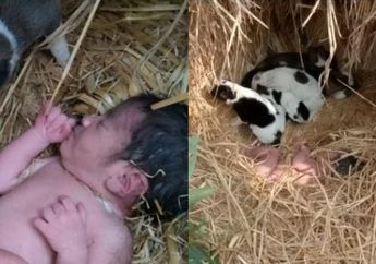 Tali Pusar Masih Menempel, Bayi yang Dibuang Orang Tuanya ini Selamat Berkat Anjing Liar, Kondisinya Saat Ditemukan Bikin Geger Satu Kampung