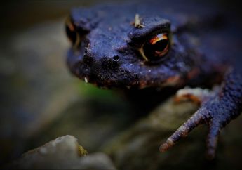 Arti Mimpi Katak Hitam Jangan Dianggap Remeh, Konon Melambangkan Peringatan Buruk Soal Kesehatan hingga Kebohongan!