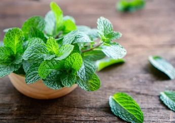 Ini Dia 4 Manfaat Mint Terhadap Kesehatan Rambut, Bisa Mengatasi Berbagai Masalah Rambut!