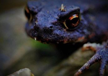 Arti Mimpi Katak Hitam Pertanda Buruk, Harus Tetap Waspada dalam Kondisi Apapun, Berhati-hatilah!