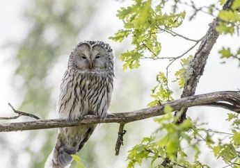 Arti Mimpi Burung Hantu Simbol Keburukan Hadir, Waspadalah Jika Hal Penting Ini Dinodai oleh Orang Lain, Simak Penjelasannya