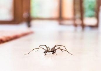 Ini Dia Arti Laba-laba Masuk Rumah, Ternyata Bisa Jadi Tanda Bakal Dapat Rezeki Nomplok, Jangan Langsung Dibunuh!