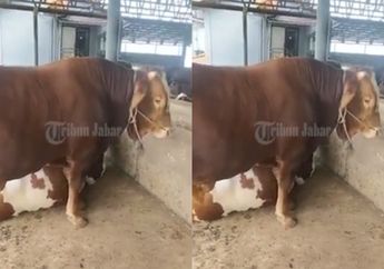 Cerita Unik Slamet, Sapi 1,1 Ton Asal Lereng Bromo yang Dibeli Presiden Jokowi untuk Idul Adha 2022, Mulai Jadi Langganan Juara Kontes hingga Harga yang Fantastis