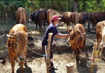 Jelang Hari Raya Idul Adha 2022, Simak Tips Memilih Hewan Kurban di Tengah Wabah PMK, Ternyata Penting Perhatikan Hal Ini
