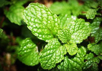 Kunci Jawaban Materi Biologi Kelas 7 SMP Tentang Fungsi dan Struktur Organ Daun, Apa Rumus Fotosintesis?