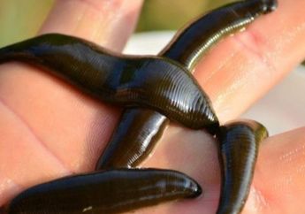 Arti Mimpi Digigit Lintah, Tak Jauh dari Kenyataan, Tanda Akan Akan Hal Menyakitkan Ini