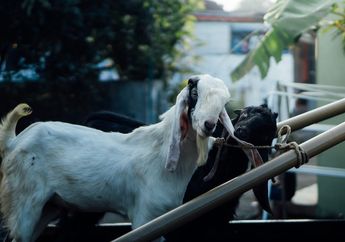 Alami Digitalisasi, Praktik Kurban Online Jelang Hari Raya Idul Adha Makin Menjamur, Apakah Sah?