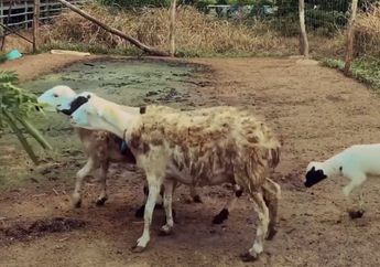 4 Ayat Al-Quran dan Hadist Sebagai Perintah Berkurban untuk Umat Islam