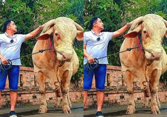 'Gede Bangeeet', Idul Adha 2022 Tinggal Menghitung Waktu, Irfan Hakim Bikin Netizen Melongo Gegara Pamerkan Sapi Kurbannya yang Super Jumbo dan Berotot