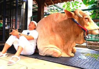 Perlakuan Irfan Hakim pada Sapi Kurbannya Bikin Haru, sang Presenter Rupanya Beri Wisanggeni Makanan yang Sama dengan Dirinya, Kok Bisa?