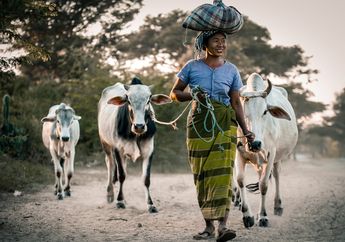 Arti Mimpi Diseruduk Sapi Ternyata Punya Makna yang Mencengangkan, Hati-hati Bisa Jadi Ada Musuh Dalam Selimut!