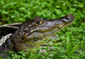 Sudah Ada Sejak 200 Juta Tahun yang Lalu, Ini 6 Fakta Aligator yang Belum Banyak Orang Tahu