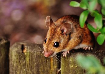 Arti Mimpi Tikus Menurut Primbon Jawa Pertanda Anda Harus Waspada, Konon Berkaitan dengan Penghianatan hingga Introspeksi Diri!