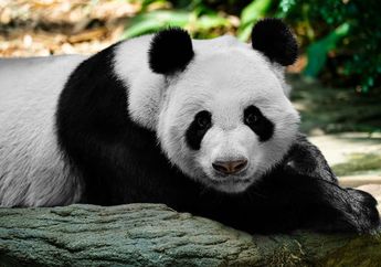 8 Arti Mimpi Panda, Pertanda Penipuan hingga Punya Musuh Besar