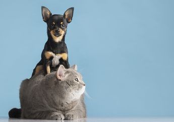 Awas Jangan Terlena! Arti Mimpi Berubah Jadi Hewan Tak Cuma Identik dengan Kabar Baik, Ada Peringatan Besar tentang Hal Ini