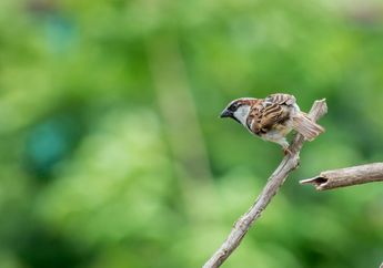 5 Arti Mimpi Kejatuhan Kotoran Burung, Ternyata Bisa Jadi Pertanda Ini, Simak Penjelasannya