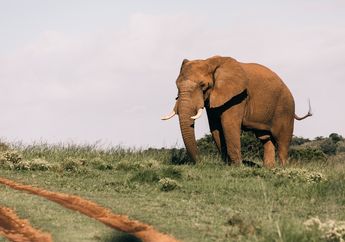 Sedang Tertidur Pulas di Tenda, Seorang Pekerja Perkebunan di Sumatera Selatan Tewas Terinjak Gajah Liar