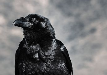 Sering Dianggap Hewan Pembawa Pertanda Kematian, Ternyata Ini Arti Mimpi Burung Gagak yang Gak Banyak Orang Tahu