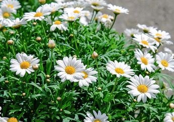 Punya Banyak Warna dengan Beragam Arti, Ini Cara Tanam Bunga Daisy di Rumah