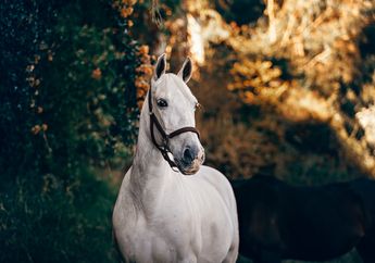Arti Mimpi Menunggang Kuda Menurut Primbon Jawa, Wajib Sujud Syukur! Pertanda Masa Depan Cerah