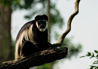 Arti Mimpi Melihat Monyet Hitam Jangan Dipandang Sebelah Mata Dulu, Waspada dengan Penghianatan dari Orang Terdekat Anda
